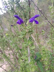 Salvia sagittata