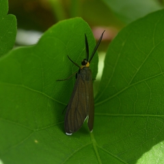 Ctenucha rubriceps