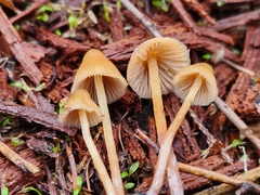 Psilocybe pelliculosa