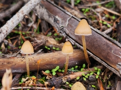 Psilocybe pelliculosa