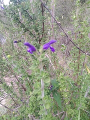 Salvia sagittata