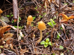 Psilocybe pelliculosa