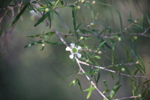 Leptospermum neglectum, 2022-12-18