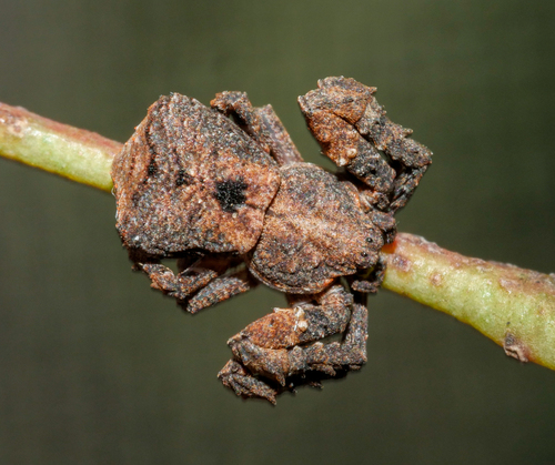 Crab Spider, Family Thomisidae with Ocherous Skipper, Lere…