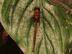 Zyxomma petiolatum