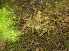 Stephanopis carcinoides