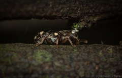 Anthribidae