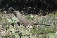 Toxostoma bendirei