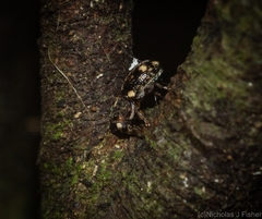Anthribidae