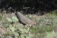 Toxostoma bendirei