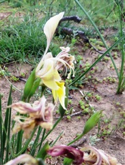 Gladiolus virescens