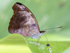 Catonephele nyctimus