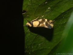Coesyra hemiphragma