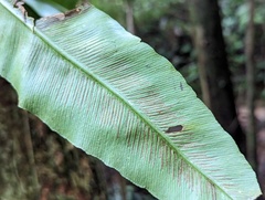 Asplenium serratum