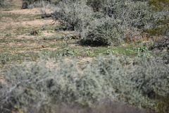 Toxostoma bendirei