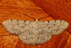 Scopula luridata
