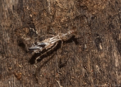 Stenolemus fraterculus