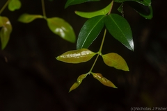 Gossia fragrantissima