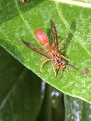 Agelaia centralis image