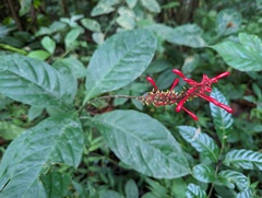 Odontonema