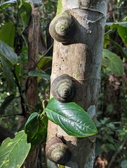 Caracolus