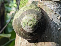 Caracolus