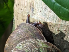 Caracolus