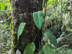Philodendron consanguineum