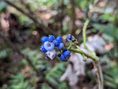 Palicourea brachiata