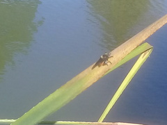 Mallophora ruficauda