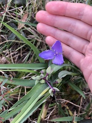 Tradescantia ohiensis