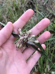 Tradescantia ohiensis