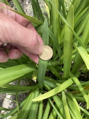 Agapanthus praecox