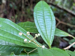 Miconia prasina