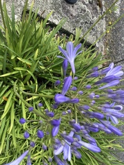 Agapanthus praecox