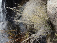 Muhlenbergia polycaulis