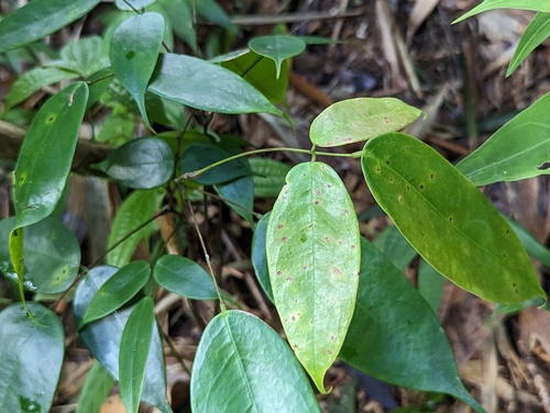 Juan Caliente (Rourea surinamensis)