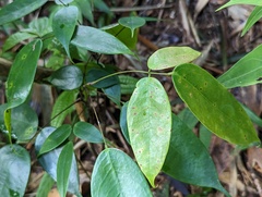 Rourea surinamensis