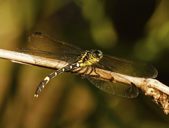 Austrogomphus amphiclitus