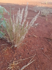 Enneapogon polyphyllus