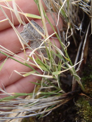 Muhlenbergia polycaulis