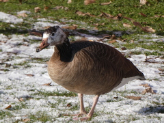 Anser anser × Branta canadensis