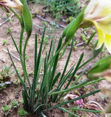 Gladiolus virescens