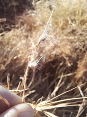 Enneapogon polyphyllus