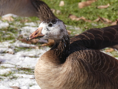Anser anser × Branta canadensis