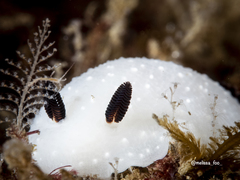 Cadlina limbaughorum