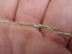 Muhlenbergia polycaulis