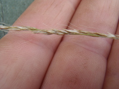 Muhlenbergia polycaulis