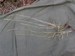 Muhlenbergia polycaulis