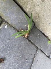 Agapanthus praecox